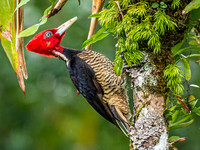 Pale Billed Woodpecker