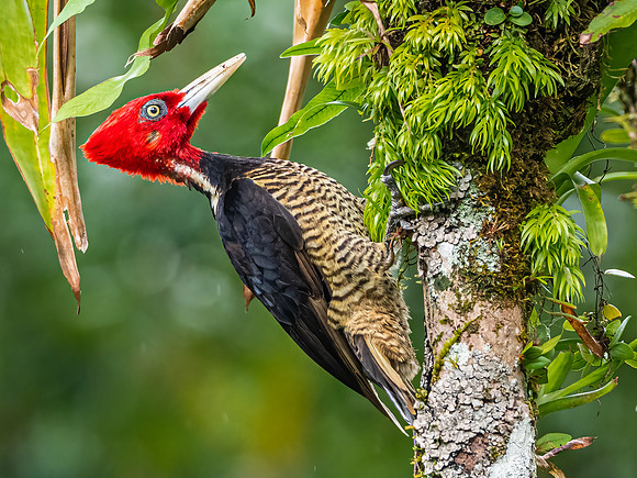 Pale Billed Woodpecker