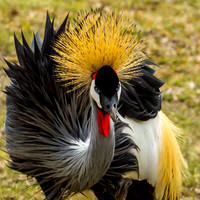 Crane - Crowned