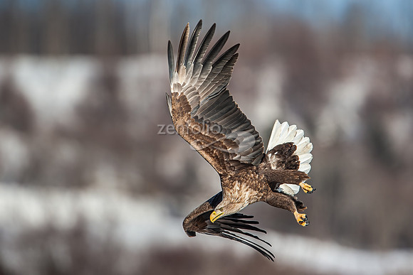 White Tailed Eagle