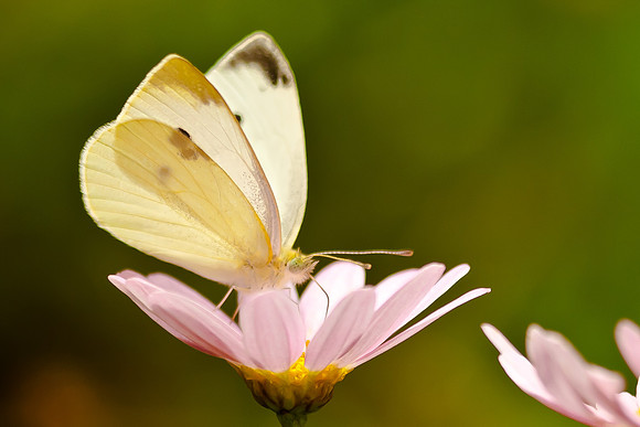 Cabbage White