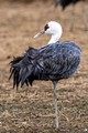 Japan Wildlife