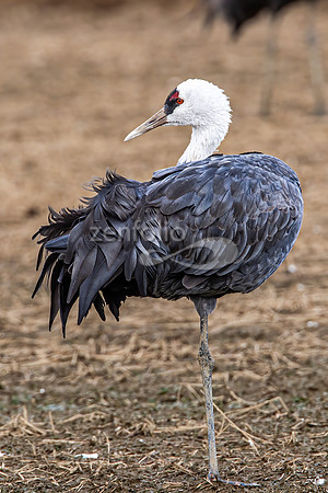 Hooded Crane