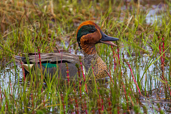 Green Winged Teal