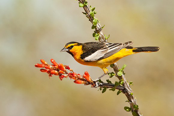 Bullock's Oriole
