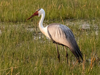 Crane - Wattled