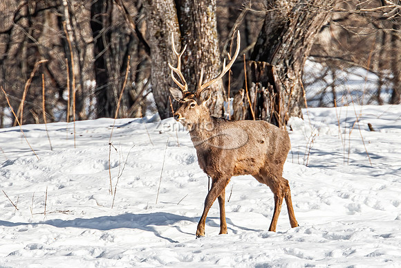 Sika Deer