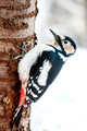 Japan Wildlife