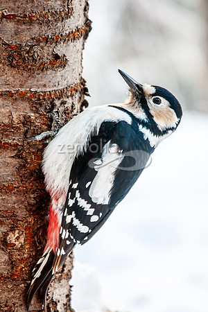 Great Spotted Woodpecker (F)