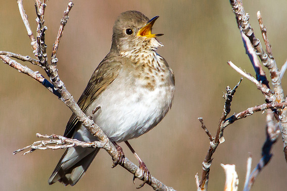 Gray-Cheeked Thrush