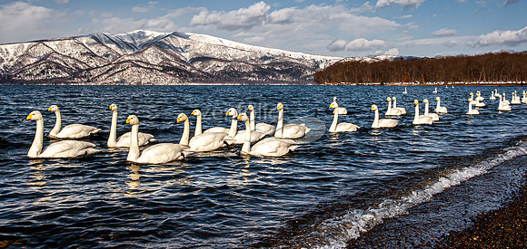 Whooper Swans