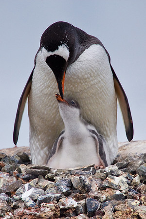 Gentoo Penguin