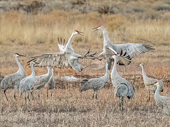 Sandhill Cranes