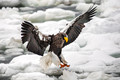 Japan Wildlife