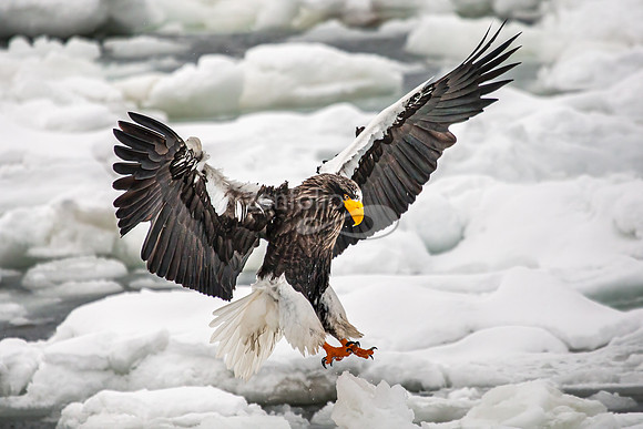 Steller's Sea Eagle