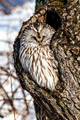 Japan Wildlife