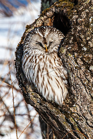 Ural Owl