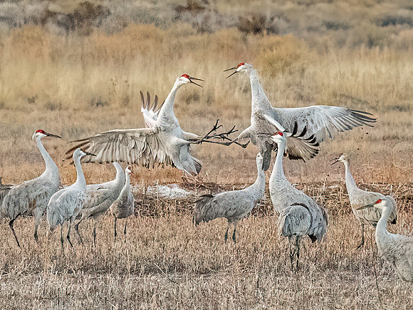 Sandhill Cranes