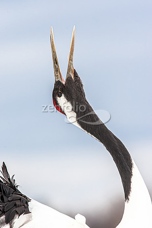 Red Crowned Crane