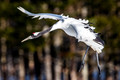 Japan Wildlife