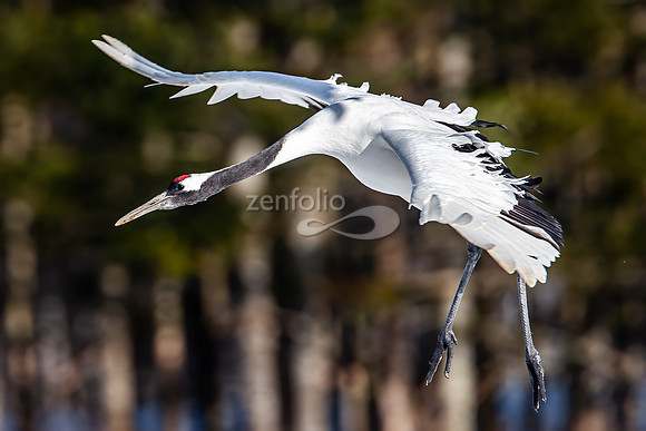 Red Crowned Crane