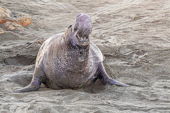 Bull Elephant Seal