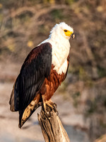 Eagle - African Fish