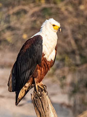 Eagle - African Fish