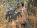 Africa