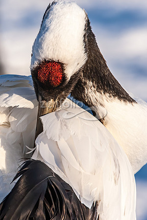 Red Crowned Crane