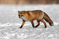 Japan Wildlife