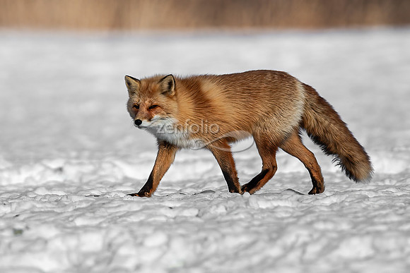Red Fox