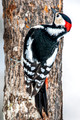 Japan Wildlife