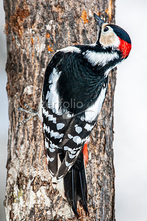 Great Spotted Woodpecker