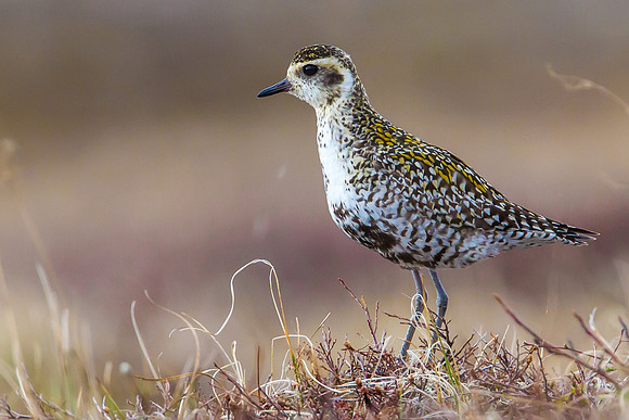 American Goldern Plover - Female