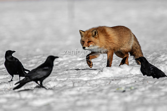 Red Fox