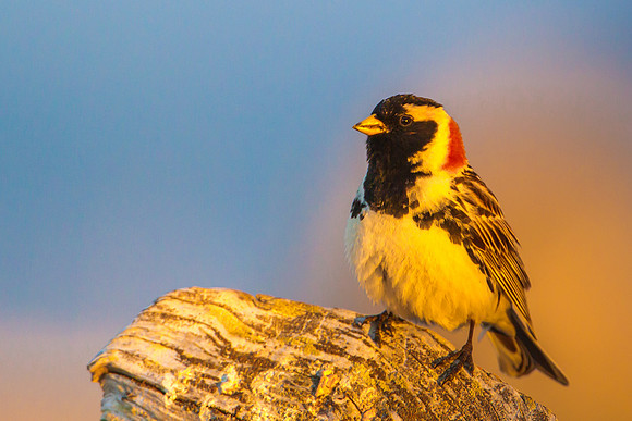 Lapland Longspur