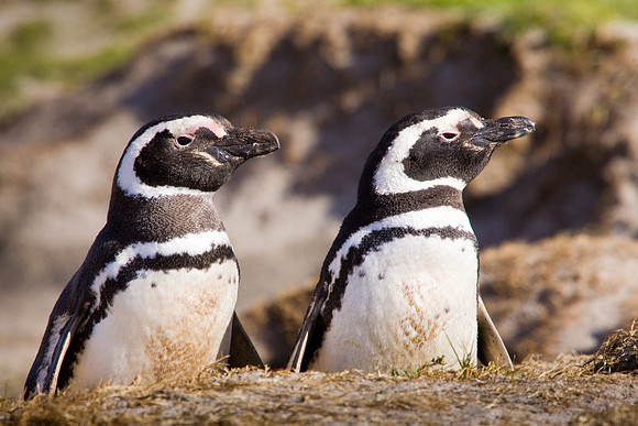 Magellanic Penguins