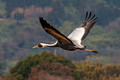 Japan Wildlife