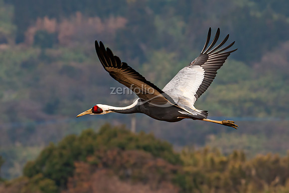 White Naped Crane