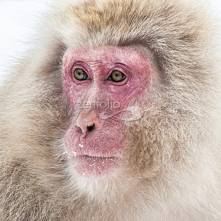 Japanese Macaque