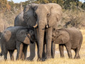 Africa