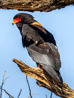 Bateleur