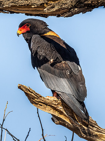 Bateleur