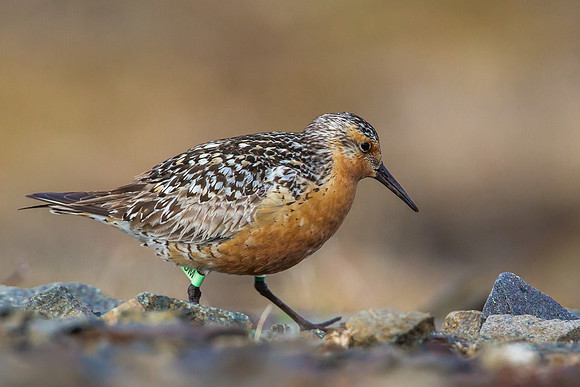 Red Knot