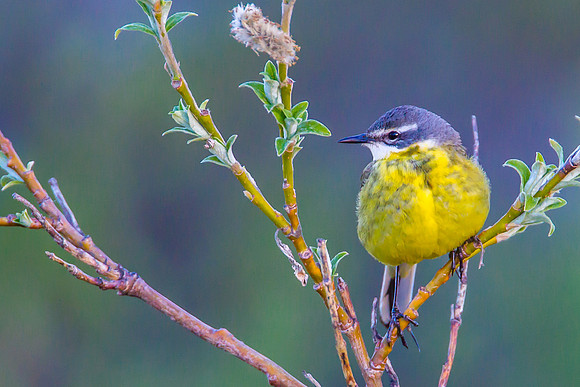 Eastern Yellow Wagtail