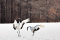 Japan Wildlife