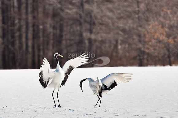 Red-Crowned Cranes