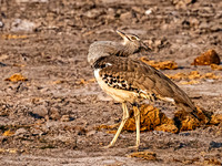 Bustard - Kori
