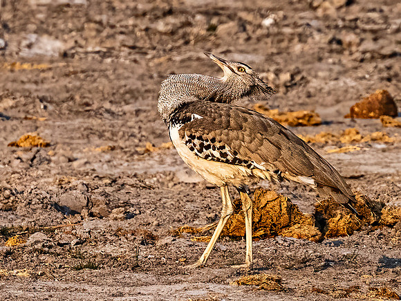 Bustard - Kori